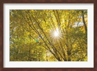 Autumn Foliage Sunburst V Fine Art Print