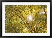 Autumn Foliage Sunburst V Fine Art Print
