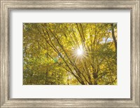 Autumn Foliage Sunburst V Fine Art Print