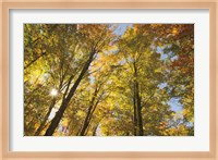 Autumn Foliage Sunburst IV Fine Art Print