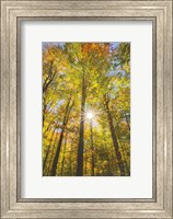 Autumn Foliage Sunburst III Fine Art Print