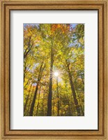 Autumn Foliage Sunburst III Fine Art Print