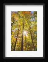 Autumn Foliage Sunburst III Framed Print