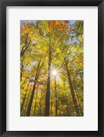 Autumn Foliage Sunburst III Framed Print
