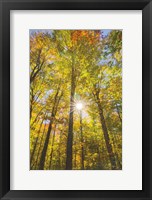 Autumn Foliage Sunburst III Fine Art Print