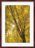 Autumn Foliage Sunburst II Fine Art Print