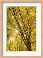 Autumn Foliage Sunburst II Fine Art Print