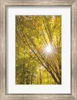 Autumn Foliage Sunburst I Fine Art Print