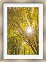 Autumn Foliage Sunburst I Fine Art Print