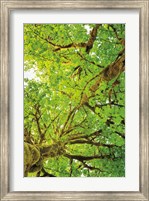Big Leaf Maple Trees V Fine Art Print