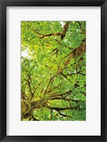 Big Leaf Maple Trees V Framed Print