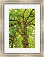 Big Leaf Maple Trees IV Fine Art Print