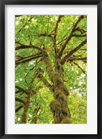 Big Leaf Maple Trees IV Fine Art Print