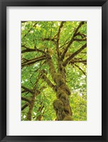 Big Leaf Maple Trees IV Framed Print