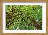 Big Leaf Maple Trees III Fine Art Print
