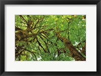Big Leaf Maple Trees III Framed Print