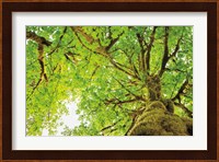 Big Leaf Maple Trees II Fine Art Print
