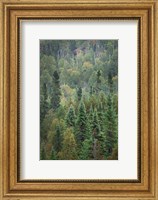Superior National Forest IV Fine Art Print