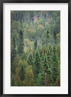 Superior National Forest IV Fine Art Print