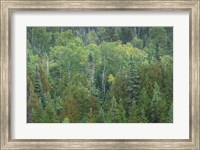 Superior National Forest III Fine Art Print
