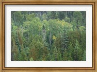 Superior National Forest III Fine Art Print