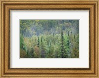 Superior National Forest II Fine Art Print