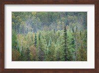 Superior National Forest II Fine Art Print