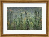 Superior National Forest I Fine Art Print