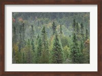 Superior National Forest I Fine Art Print