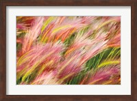 Foxtail Barley I Fine Art Print