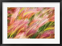 Foxtail Barley I Fine Art Print