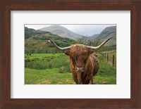 Scottish Highland Cattle III Fine Art Print