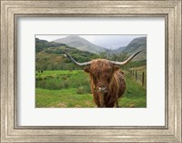 Scottish Highland Cattle III Fine Art Print