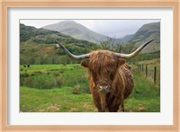Scottish Highland Cattle III Fine Art Print