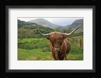 Scottish Highland Cattle III Fine Art Print