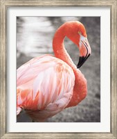 Flamingo I on BW Fine Art Print