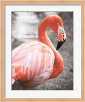 Flamingo I on BW Fine Art Print