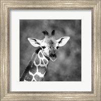 Little Guy Fine Art Print