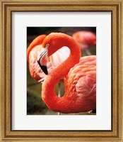 Flamingo III Fine Art Print