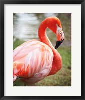 Flamingo I Fine Art Print