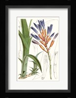 Tropical Plants I Framed Print