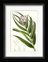 Tropical Plants II Framed Print