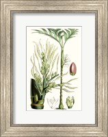 Tropical Plants III Fine Art Print