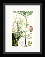 Tropical Plants III Framed Print