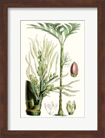 Tropical Plants III Fine Art Print