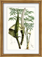 Tropical Plants IV Fine Art Print