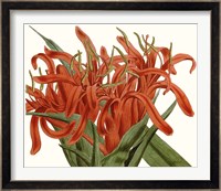 Striking Coral Botanicals I Fine Art Print