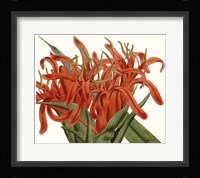 Striking Coral Botanicals I Framed Print