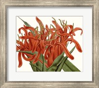 Striking Coral Botanicals I Fine Art Print
