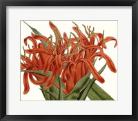 Striking Coral Botanicals I Framed Print